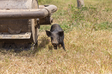 pig in a farm