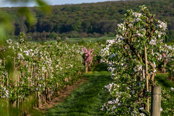 Fototapeta na wymiar apple tree plantation