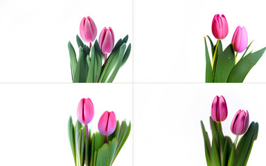 Set of beautiful pink tulips on white background. Spring flowers. space for text for your design. generative AI	