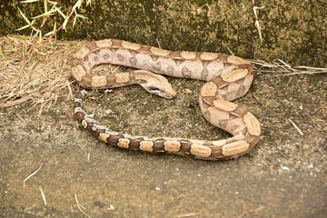 A Cobra 