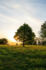 tree on a hill at sunrise