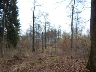 forest in autumn