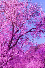 background of landscape with almond blossom