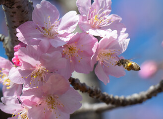 春の桜とミツバチ