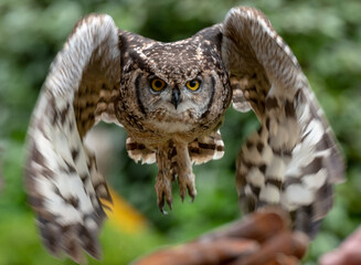 Obraz premium フクロウ