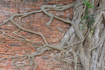 root in the wall