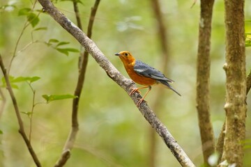 Orange-headed thrush (Geokichla citrina), bird on perch. Orange-headed thrush, Sri Lanka