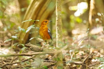 Orange-headed thrush (Geokichla citrina), bird on perch. Orange-headed thrush, Sri Lanka