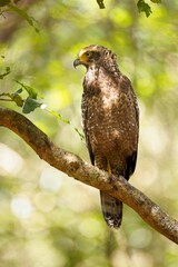 The crested serpent eagle,  (Spilornis cheela), Orlík Chocholatý , perched on tree branches, detailed closeup, Sri Lanka