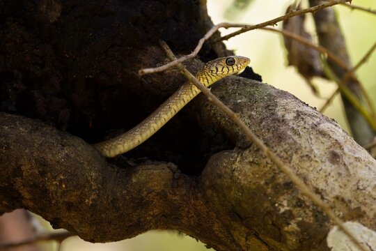 Ptyas mucosa, commonly known as the oriental ratsnake, Indian rat snake, darash or dhaman, is a common non-venomous species of colubrid snake found in parts of South and Southeast Asia.