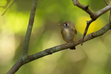 Brown-breasted Flycatcher (Muscicapa muttui), is perched on the branch nice natural environment of wildlife in Srí Lanka or Ceylon