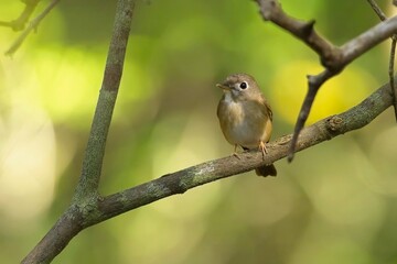 Brown-breasted Flycatcher (Muscicapa muttui), is perched on the branch nice natural environment of wildlife in Srí Lanka or Ceylon