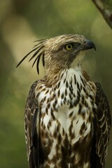 The changeable hawk-eagle eating small deer, (Nisaetus cirrhatus) or crested hawk-eagle is a large bird of prey species.  Spotted during the safari at Wilpattu national park in Sri Lanka. 