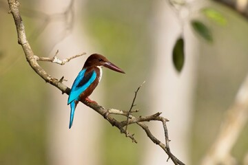 White-throated Kingfisher, Halcyon smyrnensis, ledňáček hnědohlavý, on the branch, also known as the white-breasted kingfisher, tree kingfisher,  Wilpattu Sri lanka, super light.