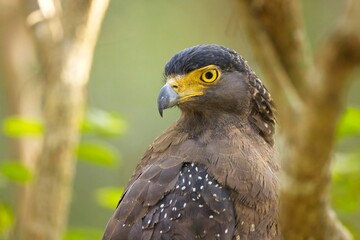 The crested serpent eagle,  (Spilornis cheela), Orlík Chocholatý , perched on tree branches, detailed closeup, Sri Lanka