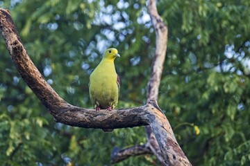 The Sri Lanka green pigeon or Ceylon green pigeon (Treron pompadora)