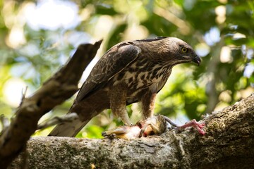 The changeable hawk-eagle eating small deer, (Nisaetus cirrhatus) or crested hawk-eagle is a large bird of prey species.  Spotted during the safari at Wilpattu national park in Sri Lanka. 