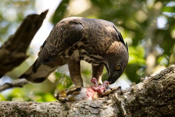 The changeable hawk-eagle eating small deer, (Nisaetus cirrhatus) or crested hawk-eagle is a large...