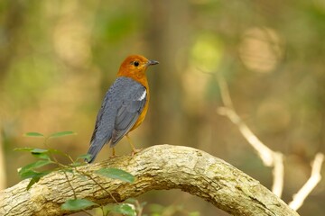 Orange-headed thrush (Geokichla citrina), bird on perch. Orange-headed thrush, Sri Lanka