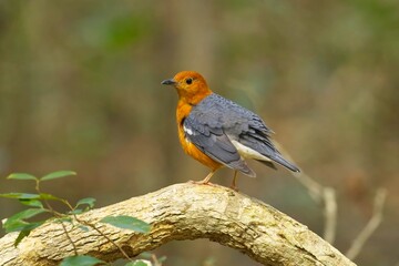 Orange-headed thrush (Geokichla citrina), bird on perch. Orange-headed thrush, Sri Lanka