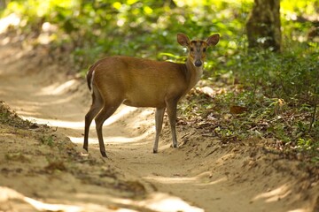 Indian muntjac, Barking deer (Muntiacus muntjak) stop and stare