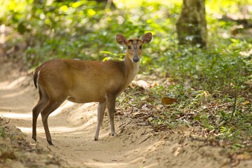 Indian muntjac, Barking deer (Muntiacus muntjak) stop and stare