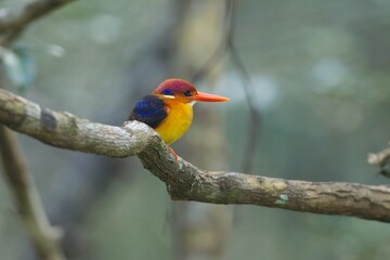 The oriental dwarf kingfisher (Ceyx erithaca), also known as the black-backed kingfisher or three-toed kingfisher, on the branch, closeup