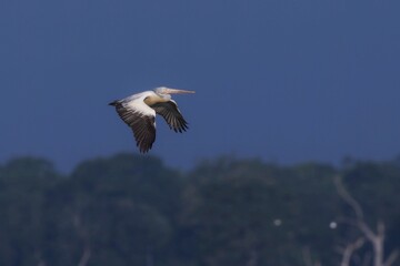 Flying Spot-billed Pelican, Pelecanus philippensis, pelikan skvrnozobý, It is a bird of large inland and coastal waters, especially large lakes.