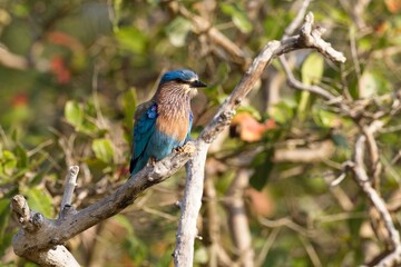 Indian roller, Blue jay perched on a branch tree stump,
