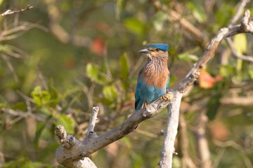 Indian roller, Blue jay perched on a branch tree stump,