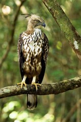 The changeable hawk-eagle eating small deer, (Nisaetus cirrhatus) or crested hawk-eagle is a large bird of prey species.  Spotted during the safari at Wilpattu national park in Sri Lanka. 