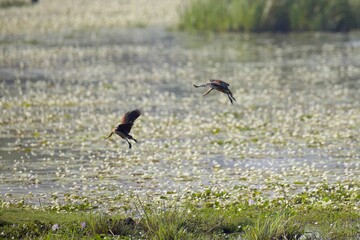 Obraz na płótnie Canvas Flying A pair of Lesser Whistling Duck, (Dendrocygna javanica), Husička Malá 