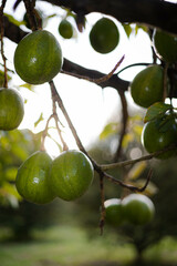 Avocados on the tree at farm
