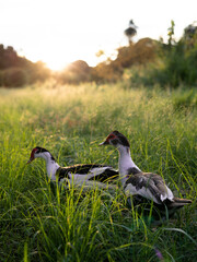 Two Ducks on the sunset