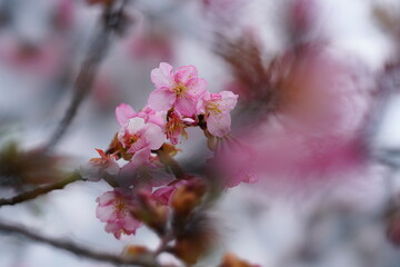 桜