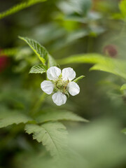 white flower in the forest