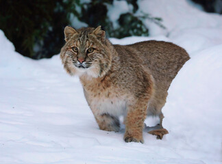 Bobcat in Snow