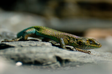 chilean lizard