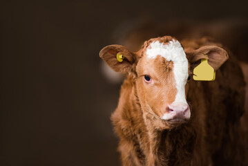 Portrait of a brown cow calf standing in a farm barn