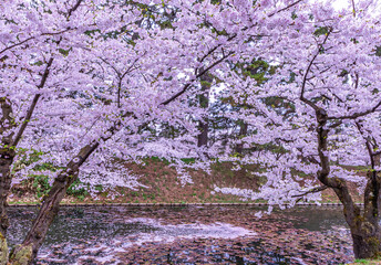 弘前公園の桜