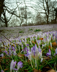 Fototapeta premium Early crocus flowers