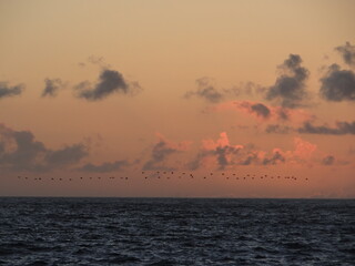 sunset over the sea with birds