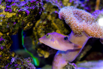 Fingerprint compressed toby puffer fish - Canthigaster compressa