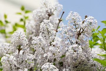 Beautiful and charming lilac with delicate fragrance