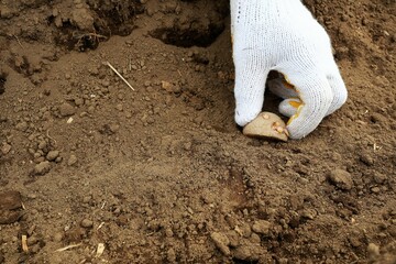 じゃがいもを植え付ける手