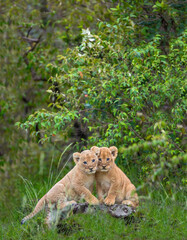 Lion Cubs, Friends, Sibblings