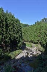 北山杉　京都市北区