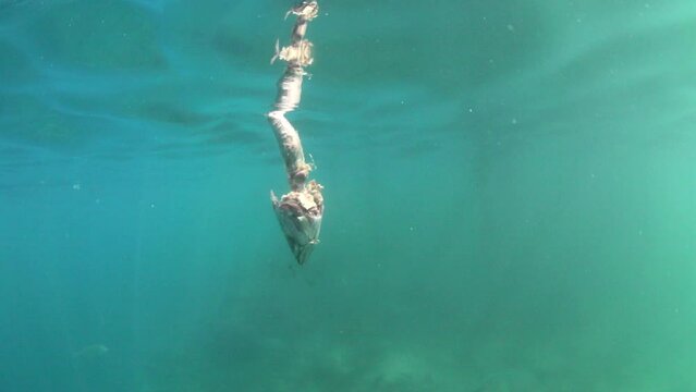 Slow Motion Shot Of Torn Flesh Of Dead Fish In Ocean - Thulusdhoo, Maldives