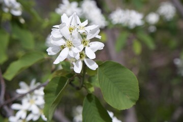 White wild flowers, floral, greenery, nature 