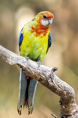 Eastern Rosella in Victoria Australia